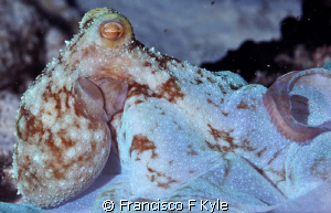 f16/200 tow ion full night dive by Francisco F Kyle 